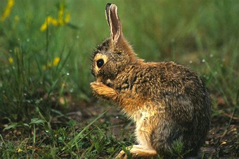 saliva bunny|Rabbit Drooling or Ptyalism Causes and Treatments.